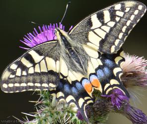 Swallowtail