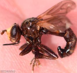 Ferruginous Bee-grabber