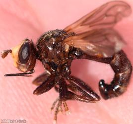 Ferruginous Bee-grabber