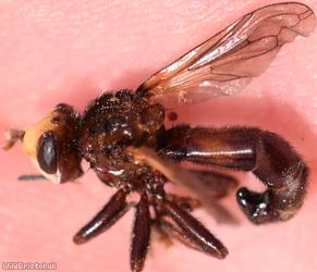 Ferruginous Bee-grabber