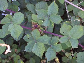 image for Rubus 'Cromwell Road Corylifolii'