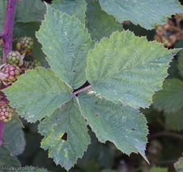Rubus 'Cromwell Road Corylifolii'
