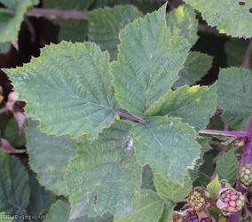Rubus 'Cromwell Road Corylifolii'