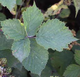 Rubus 'Cromwell Road Corylifolii'
