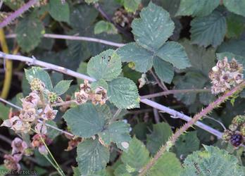 Rubus 'Cromwell Road Corylifolii'