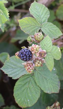 Rubus 'Cromwell Road Corylifolii'
