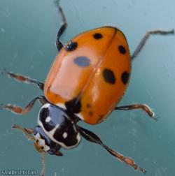 image for Adonis' Ladybird