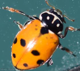 Adonis' Ladybird