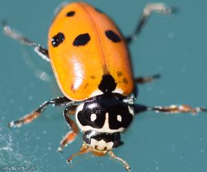 Adonis' Ladybird