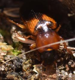 image for Badister bullatus