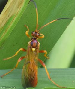 Callajoppa cirrogaster