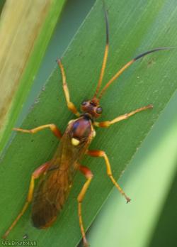 Callajoppa cirrogaster