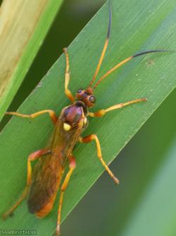 Callajoppa cirrogaster