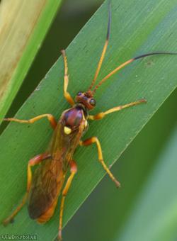 Callajoppa cirrogaster