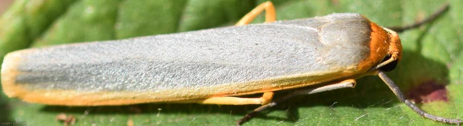 Scarce Footman