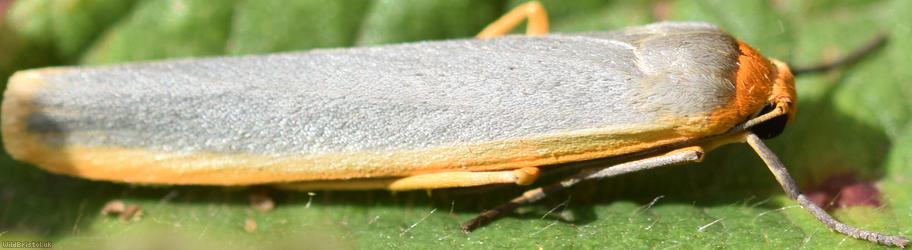 Scarce Footman