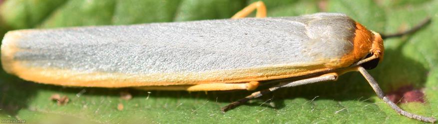 Scarce Footman