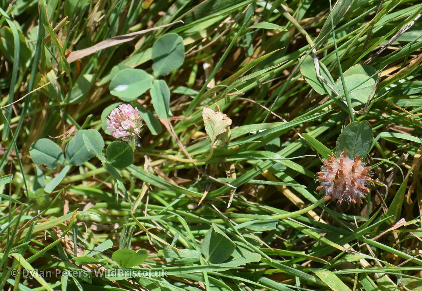 Strawberry Clover (Trifolium fragiferum)