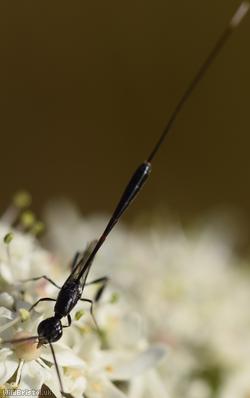 Gasteruption laticeps