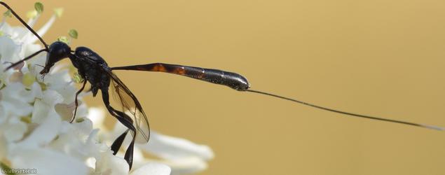 Gasteruption laticeps