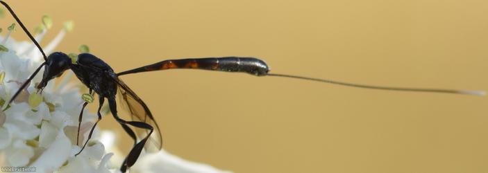 Gasteruption laticeps