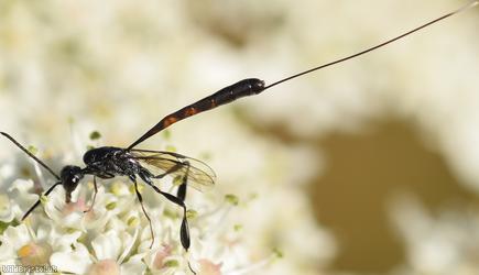 image for Gasteruption laticeps