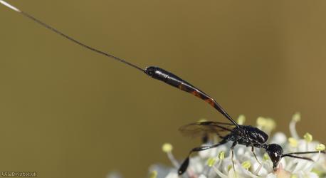 Gasteruption laticeps