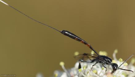 Gasteruption laticeps