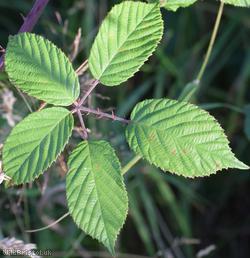 image for Elm-leaved x Bristol Bramble