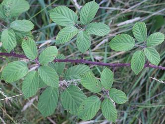 Elm-leaved x Bristol Bramble