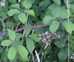 Elm-leaved x Bristol Bramble