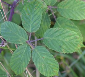 Elm-leaved x Bristol Bramble