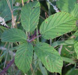 Elm-leaved x Bristol Bramble