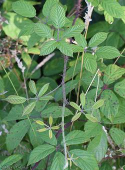 Elm-leaved x Bristol Bramble