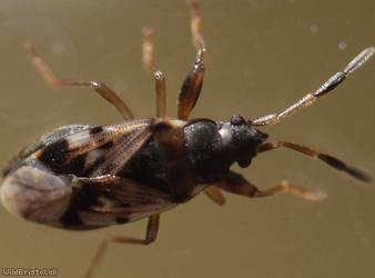 Scolopostethus affinis