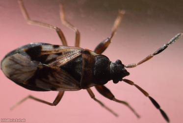 Scolopostethus affinis