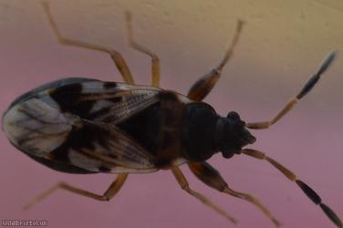 Scolopostethus affinis