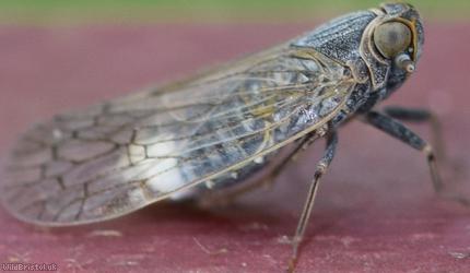 Five-ribbed Lacehopper