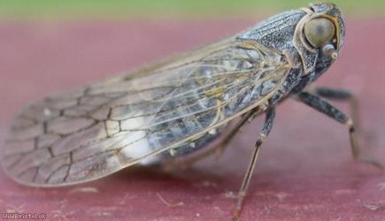 Five-ribbed Lacehopper