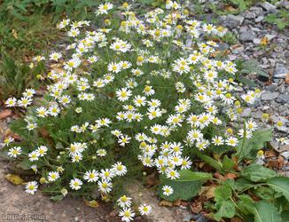 Scentless Mayweed