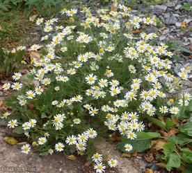 image for Scentless Mayweed