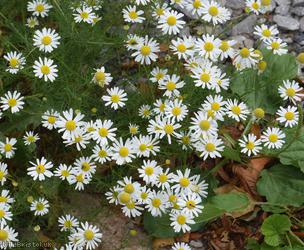 Scentless Mayweed
