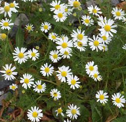 Scentless Mayweed