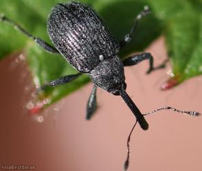Strawberry Blossom Weevil