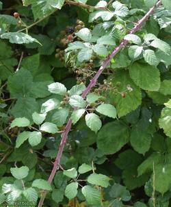 Elm-leaved Bramble