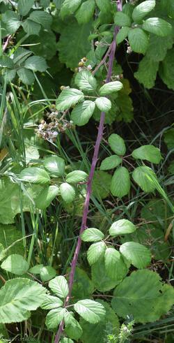 Elm-leaved Bramble