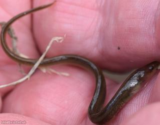 European Eel