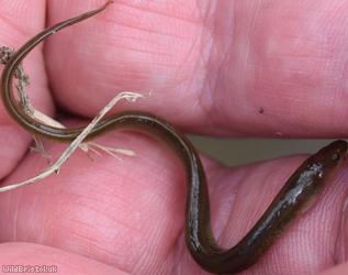European Eel