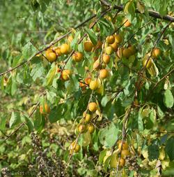 image for Mirabelle Plum