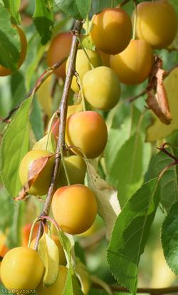 Mirabelle Plum